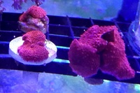 Powder Brown Tang, Pinkface Wrasse, Tamarin Wrasse, Pintail Flasher Wrasse, Singapore Angel, Checkerboard Wrasse, Dottyback, Chromis, Shrimps etc etc