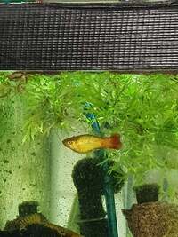 home bred cold, temperate and tropical fish £1