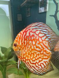 7 no various discus for sale REDUCED £250 REDUCEDneed the room in my tank