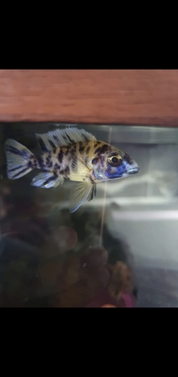 1 ob peacock cichlid and 1 haplochromis Pundamilia - £10 for both