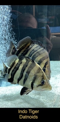 Predators - Odd Ball - Pleco - Crayfish