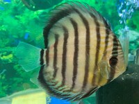 Over 800 discus in stock @ CHESHIRE OAKS DISCUS..from £20. stock on youtube