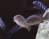 Cynotilapia Afra Cobue breeding group x6 £30 SOLD