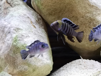 Cynotilapia Afra Cobue breeding group x6 £30 SOLD