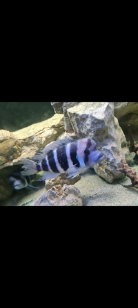 Blue zaire Frontosa 7-8 inches