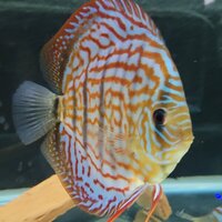 CLIFTON DISCUS = UNBEATABLE QUALITY & PRICES - Dont take our word for it, COME & SEE for yourself. Midlands Discus specialist in Tamworth, B79 0AT.