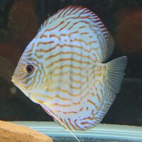 CLIFTON DISCUS = UNBEATABLE QUALITY & PRICES - Dont take our word for it, COME & SEE for yourself. Midlands Discus specialist in Tamworth, B79 0AT.