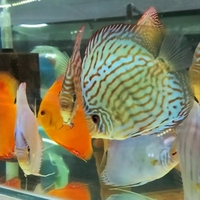 CLIFTON DISCUS = UNBEATABLE QUALITY & PRICES - Dont take our word for it, COME & SEE for yourself. Midlands Discus specialist in Tamworth, B79 0AT.