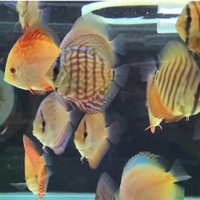 CLIFTON DISCUS = UNBEATABLE QUALITY & PRICES - Dont take our word for it, COME & SEE for yourself. Midlands Discus specialist in Tamworth, B79 0AT.