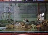 15 Frontosa cichlids in 7ft tank