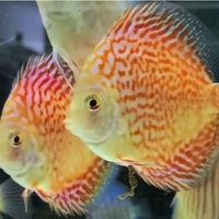 CLIFTON DISCUS = UNBEATABLE QUALITY & PRICES - Dont take our word for it, COME & SEE for yourself. Midlands Discus specialist in Tamworth, B79 0AT.