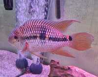 Varied Cichlids and Tropical Fish
