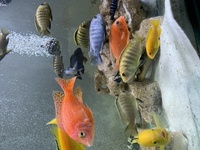 Fish for sale