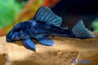 DISCUS & KOI FISH SALES.,,@ CHESHIRE OAKS DISCUS & KOI .,WILD PLECO, RAYs,