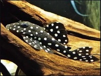 DISCUS & KOI FISH SALES.,,@ CHESHIRE OAKS DISCUS & KOI .,WILD PLECO, RAYs,
