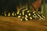 DISCUS & KOI FISH SALES.,,@ CHESHIRE OAKS DISCUS & KOI .,WILD PLECO, RAYs,