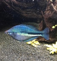 XL Rainbowfish