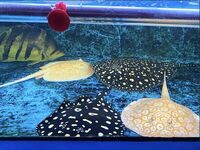 SOLD - RARE - BLACK DIAMOND X PEARL FEMALE BREEDER STINGRAY arowana bass