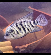 Central American Cichlids - Cichlasoma Beani Laguna El Camalote - Breeding Pairs
