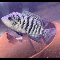 Central American Cichlids - Cichlasoma Beani Laguna El Camalote - Breeding Pairs