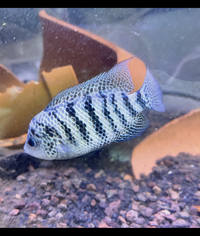 Central American Cichlids - Cichlasoma Beani Laguna El Camalote - Breeding Pairs