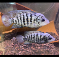 Central American Cichlids - Cichlasoma Beani Laguna El Camalote - Breeding Pairs