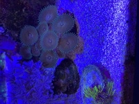 Soft corals