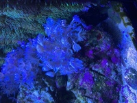 Soft corals