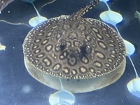 Albino/het stingrays