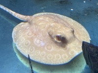 Albino/het stingrays