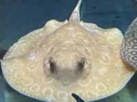 Albino/het stingrays