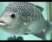 Central American Cichlids - Cichlasoma Beani Laguna El Camalote - Breeding Pairs