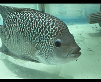 Central American Cichlids - Cichlasoma Beani Laguna El Camalote - Breeding Pairs