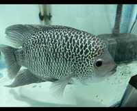 Central American Cichlids - Cichlasoma Beani Laguna El Camalote - Breeding Pairs