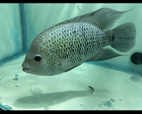 Central American Cichlids - Cichlasoma Beani Laguna El Camalote - Breeding Pairs