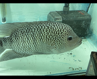 Central American Cichlids - Cichlasoma Beani Laguna El Camalote - Breeding Pairs