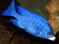 Placidochromis Phenochilus, Cichlid, MDOKA whitelip,