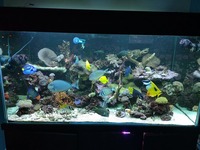 Marine Tank and livestock