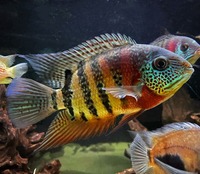 Bonded pair of tiger Cuare cichlids 8-9inch