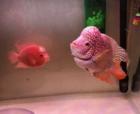 FLOWERHORN PAIR