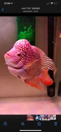 FLOWERHORN PAIR