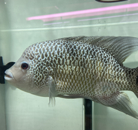 Central American Cichlids - Cichlasoma Beani Laguna El Camalote - Breeding Pairs