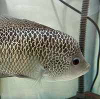 Central American Cichlids - Cichlasoma Beani Laguna El Camalote - Breeding Pairs