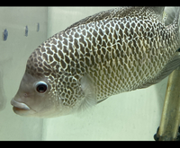 Central American Cichlids - Cichlasoma Beani Laguna El Camalote - Breeding Pairs