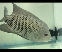 Central American Cichlids - Cichlasoma Beani Laguna El Camalote - Breeding Pairs