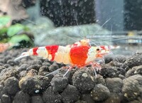 Crystal Red, Crystal Red, Fancy Red Tiger, Cardina shrimp