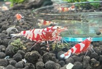 Crystal Red, Crystal Red, Fancy Red Tiger, Cardina shrimp