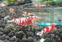 Crystal Red, Crystal Red, Fancy Red Tiger, Cardina shrimp