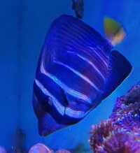 Sailfin Tang £40