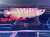 Malaysian Golden Blue Base Crossback Arowana